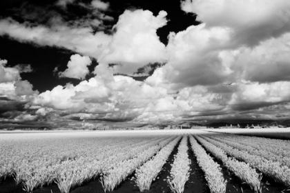 Picture of USA-WASHINGTON STATE-SKAGIT VALLEY-LARGE FIELD OF TULIP ROWS AND CLOUDS