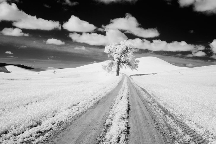 Picture of USA-WASHINGTON STATE-LONE ALONG COUNTRY BACKROAD IN WHEAT FIELD