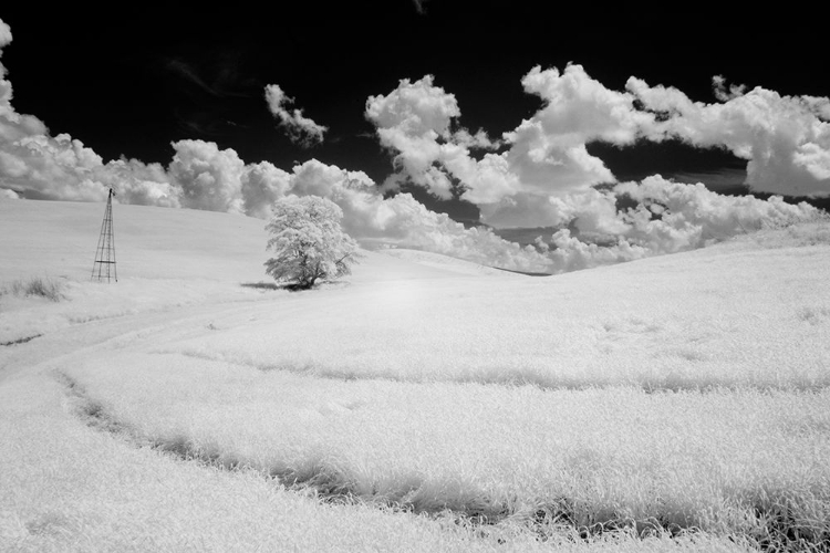 Picture of USA-WASHINGTON STATE-LONE TREE IN FIELD OF WHEAT