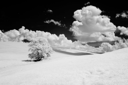 Picture of USA-WASHINGTON STATE-LONE TREE IN FIELD OF WHEAT