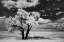 Picture of USA-WASHINGTON STATE-LONE TREE IN FIELD IN WHEAT