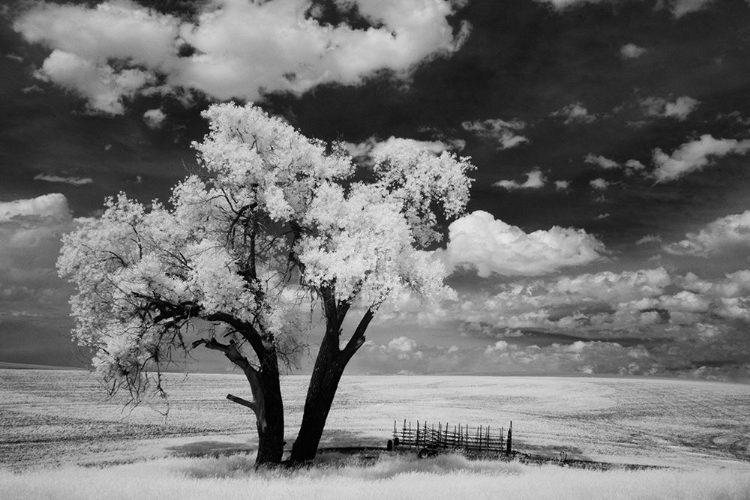 Picture of USA-WASHINGTON STATE-LONE TREE IN FIELD IN WHEAT