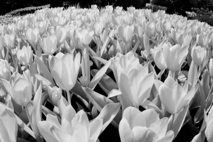 Picture of USA-WASHINGTON STATE-SKAGIT VALLEY-LOW ANGLE OF TULIP MASS