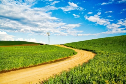 Picture of WINDING BACKROAD THROUGH SPRING WHEAT FIELDS-USA-WASHINGTON STATE-PALOUSE REGION