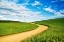 Picture of WINDING BACKROAD THROUGH SPRING WHEAT FIELDS-USA-WASHINGTON STATE-PALOUSE REGION