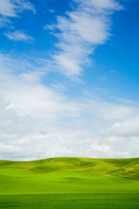 Picture of USA-WASHINGTON STATE-PALOUSE REGION-PATTERNS IN THE FIELDS OF FRESH GREEN SPRING WHEAT