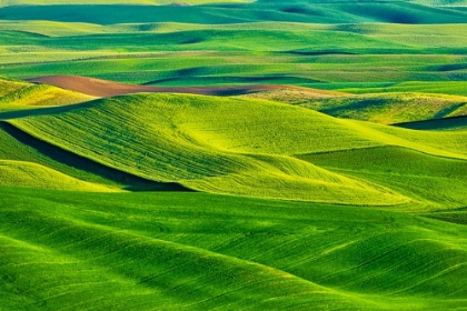 Picture of USA-WASHINGTON STATE-PALOUSE REGION-PATTERNS IN THE FIELDS OF FRESH GREEN SPRING WHEAT