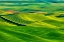 Picture of USA-WASHINGTON STATE-PALOUSE REGION-PATTERNS IN THE FIELDS OF FRESH GREEN SPRING WHEAT