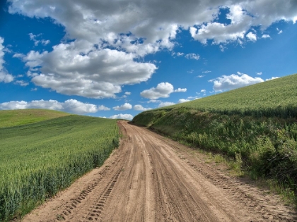 Picture of USA-WASHINGTON STATE-PALOUSE-COUNTRY BACKROAD THROUGH SPRING WHEAT FIELDS