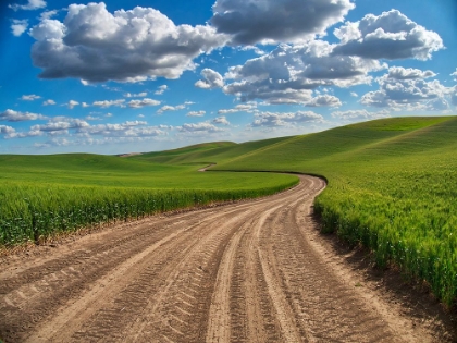 Picture of USA-WASHINGTON STATE-PALOUSE-COUNTRY BACKROAD THROUGH SPRING WHEAT FIELDS