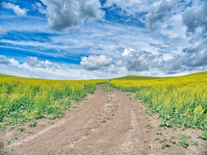 Picture of USA-WASHINGTON STATE-PALOUSE-COUNTRY BACKROAD THROUGH SPRING CANOLA FIELDS