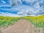 Picture of USA-WASHINGTON STATE-PALOUSE-COUNTRY BACKROAD THROUGH SPRING CANOLA FIELDS