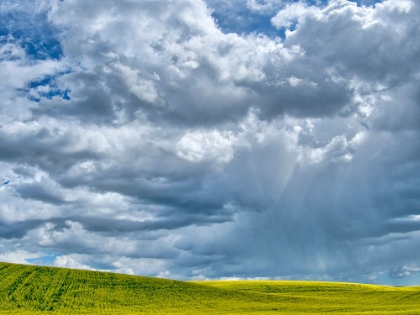 Picture of USA-WASHINGTON STATE-PALOUSE-SPRING CANOLA FIELD WITH BEAUTIFUL CLOUDS