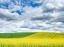 Picture of USA-WASHINGTON STATE-PALOUSE-ROLLING HILLS OF CANOLA AND WHEAT