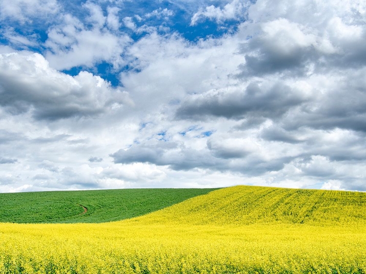 Picture of USA-WASHINGTON STATE-PALOUSE-ROLLING HILLS OF CANOLA AND WHEAT