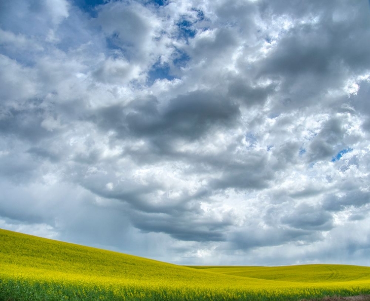 Picture of USA-WASHINGTON STATE-PALOUSE-SPRING CANOLA FIELD WITH BEAUTIFUL CLOUDS