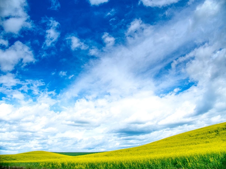 Picture of USA-WASHINGTON STATE-PALOUSE-SPRING CANOLA FIELD WITH BEAUTIFUL CLOUDS