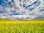 Picture of USA-WASHINGTON STATE-PALOUSE-SPRING CANOLA FIELD WITH BEAUTIFUL CLOUDS