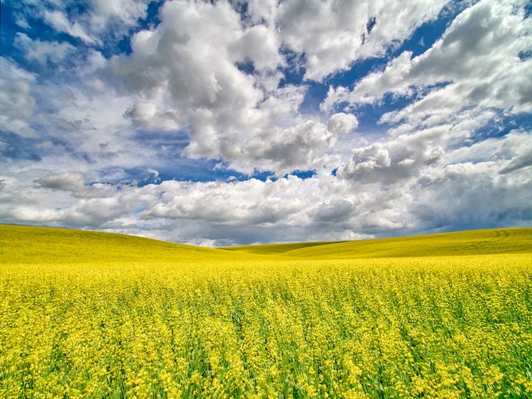 Picture of USA-WASHINGTON STATE-PALOUSE-SPRING CANOLA FIELD WITH BEAUTIFUL CLOUDS