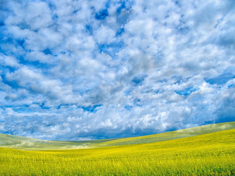 Picture of USA-WASHINGTON STATE-PALOUSE-SPRING CANOLA FIELD WITH BEAUTIFUL CLOUDS