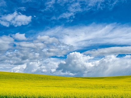 Picture of USA-WASHINGTON STATE-PALOUSE-SPRING CANOLA FIELD WITH BEAUTIFUL CLOUDS
