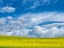 Picture of USA-WASHINGTON STATE-PALOUSE-SPRING CANOLA FIELD WITH BEAUTIFUL CLOUDS