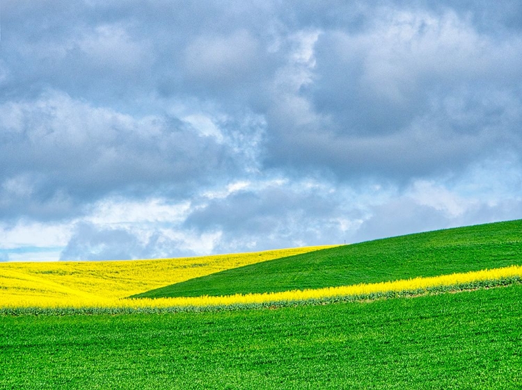 Picture of USA-WASHINGTON STATE-PALOUSE-ROLLING HILLS OF CANOLA AND WHEAT