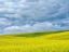 Picture of USA-WASHINGTON STATE-PALOUSE-ROLLING HILLS OF CANOLA AND WHEAT
