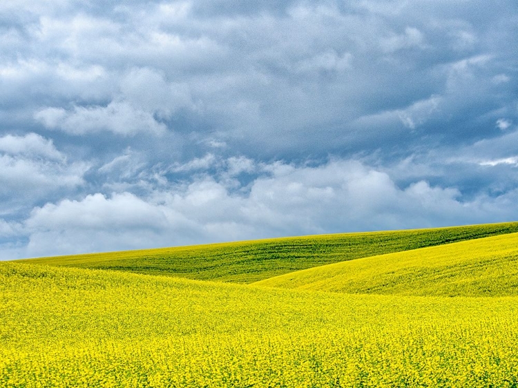 Picture of USA-WASHINGTON STATE-PALOUSE-ROLLING HILLS OF CANOLA AND WHEAT