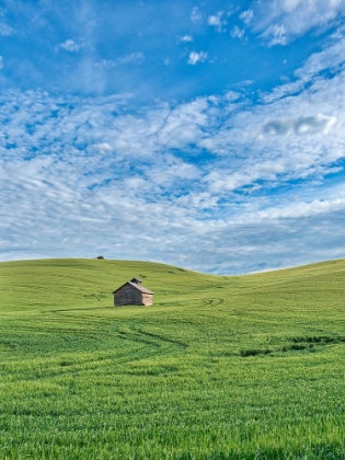 Picture of USA-WASHINGTON STATE-SMALL BARN AND TRACKS IN WHEAT FIELD