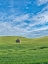 Picture of USA-WASHINGTON STATE-SMALL BARN AND TRACKS IN WHEAT FIELD