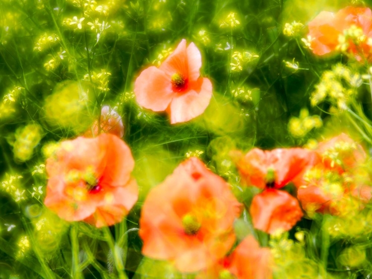 Picture of USA-WASHINGTON STATE-SPRING FIRE POPPIES