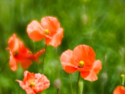 Picture of USA-WASHINGTON STATE-SPRING FIRE POPPIES CLOSE UP