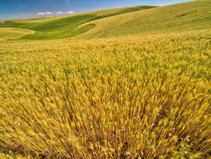 Picture of USA-WASHINGTON STATE-PATTERNS IN THE FIELDS OF WHEAT