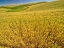 Picture of USA-WASHINGTON STATE-PATTERNS IN THE FIELDS OF WHEAT