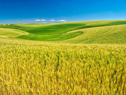 Picture of USA-WASHINGTON STATE-PALOUSE REGION-PATTERNS IN THE FIELDS OF WHEAT