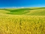 Picture of USA-WASHINGTON STATE-PALOUSE REGION-PATTERNS IN THE FIELDS OF WHEAT