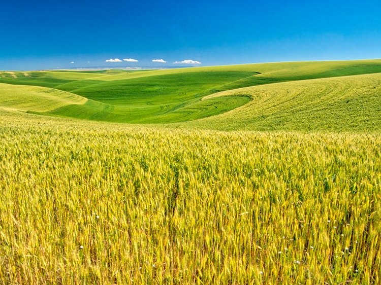 Picture of USA-WASHINGTON STATE-PALOUSE REGION-PATTERNS IN THE FIELDS OF WHEAT