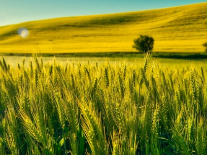 Picture of USA-WASHINGTON STATE-WINTER WHEAT FIELD CLOSE UP