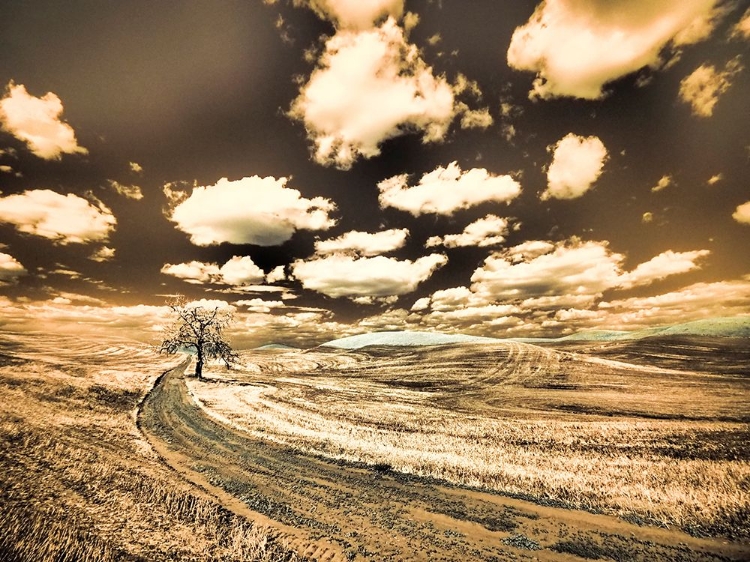 Picture of USA-WASHINGTON STATE-PALOUSE-COUNTRY BACKROAD WITH LONE TREE