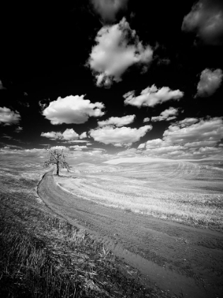 Picture of USA-WASHINGTON STATE-PALOUSE-CROPS GROWING ON THE ROLLING HILLS OF THE PALOUSE