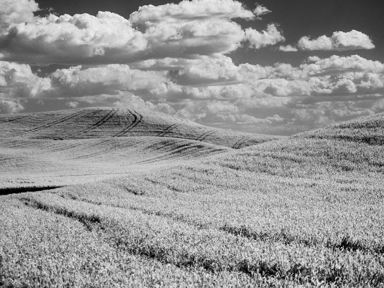 Picture of USA-WASHINGTON STATE-PALOUSE-CROPS GROWING ON THE ROLLING HILLS OF THE PALOUSE