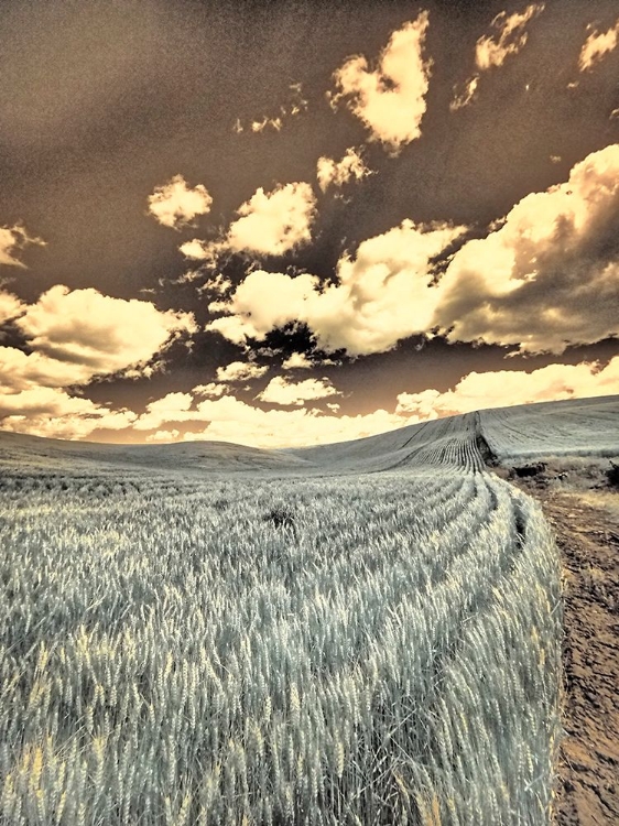 Picture of USA-WASHINGTON STATE-PALOUSE-CROPS GROWING ON THE ROLLING HILLS OF THE PALOUSE