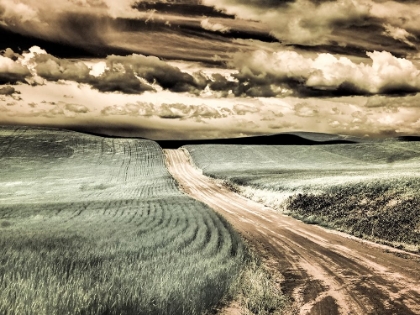 Picture of USA-WASHINGTON STATE-PALOUSE-COUNTRY BACKROAD THROUGH SPRING CROPS