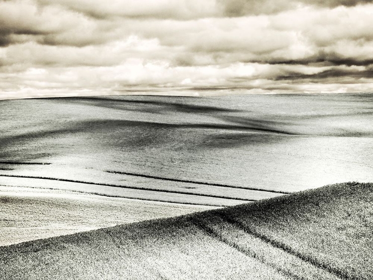 Picture of USA-WASHINGTON STATE-PALOUSE-CROPS GROWING ON THE ROLLING HILLS OF THE PALOUSE