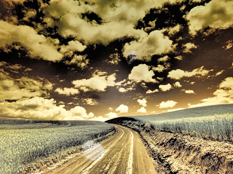 Picture of USA-WASHINGTON STATE-PALOUSE-COUNTRY BACKROAD THROUGH SPRING CROPS