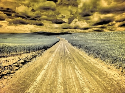 Picture of USA-WASHINGTON STATE-PALOUSE-COUNTRY BACKROAD THROUGH SPRING CROPS