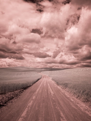 Picture of USA-WASHINGTON STATE-PALOUSE-COUNTRY BACKROAD THROUGH SPRING CROPS