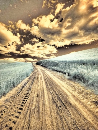 Picture of USA-WASHINGTON STATE-PALOUSE-COUNTRY BACKROAD THROUGH SPRING CROPS