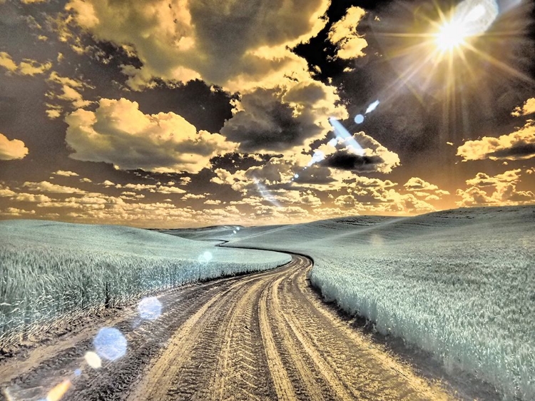 Picture of USA-WASHINGTON STATE-PALOUSE-COUNTRY BACKROAD THROUGH SPRING CROPS